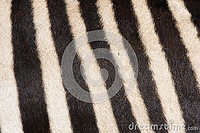 Zebra Fur Background