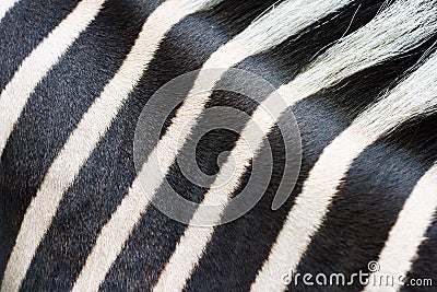 Zebra fur pattern