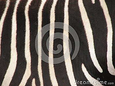 Zebra Fur Pattern