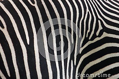 Zebra fur (skin)