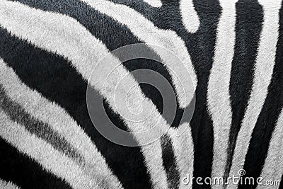 Zebra Texture Print Strips