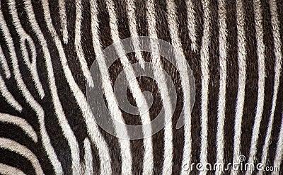 Zebra fur texture background