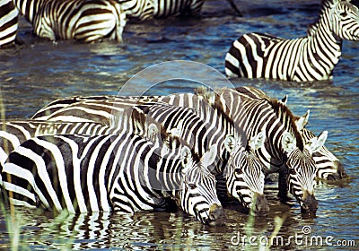 Zebra having a drink