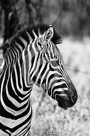 Zebra Head Side Profile Picture Black and White