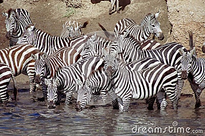 Zebra herd having a drink