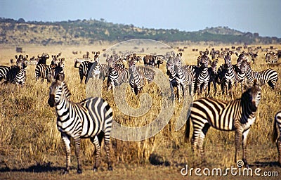 Zebra herd during Serengeti migration