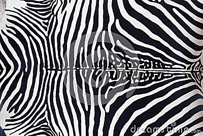 Zebra leather skin texture painted