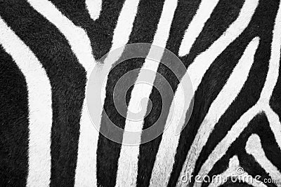 ZEBRA LINES