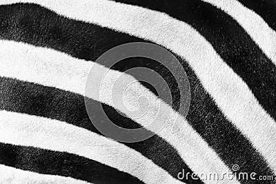 Zebra pattern background