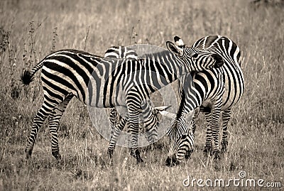 Zebra resting head on friend in sepia