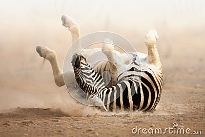 zebra-rolling-15861547.jpg