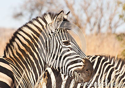 Zebra side profile