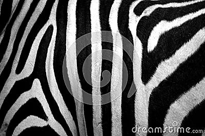 Zebra skin