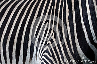 Zebra skin background