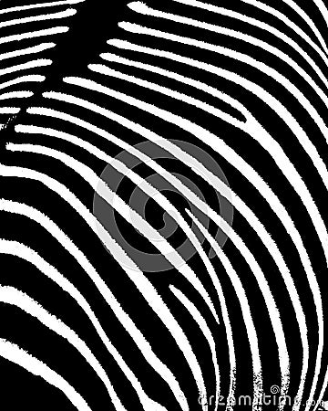 Zebra Skin and beautiful pattern