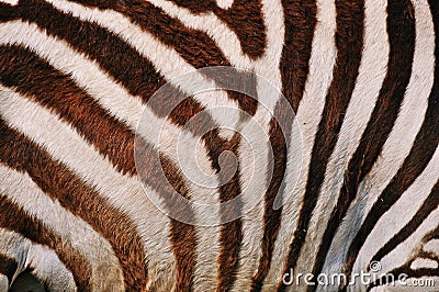 Zebra skin