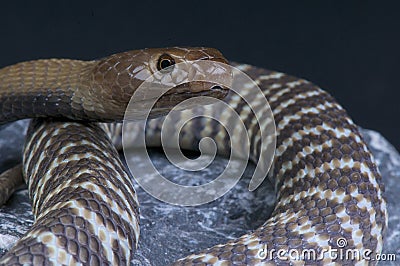 Zebra spitting cobra / Naja nigricincta