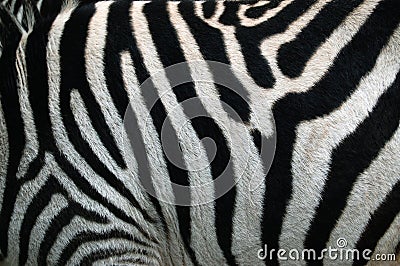 Zebra Strip. Zebra Stripes Pattern Texture