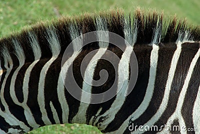 Zebra Texture 1