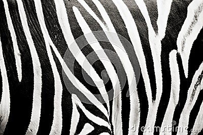 Zebra texture