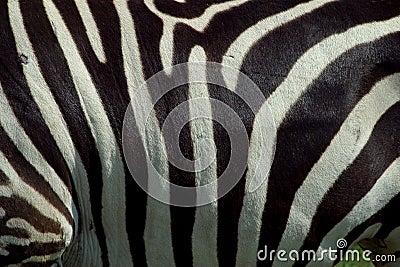 Zebra Texture 2