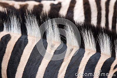 Zebra texture