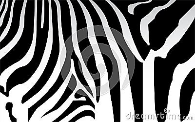 Zebra texture Black and White