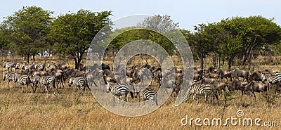 Zebra and wildebeest on migration