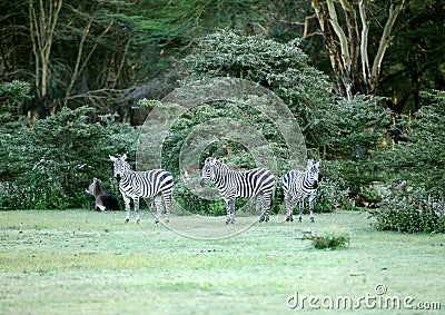 Zebras seeing the camera