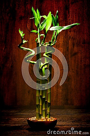 Zen Meditation Bamboo Plant for Quiet Meditation
