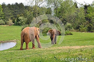 Zoo animals. Elephants