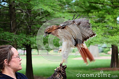 Zoo Keeper With Red Tail Hawk