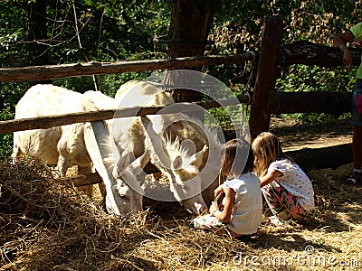 Zoo Park Poppi Italy : white donkeys and childs