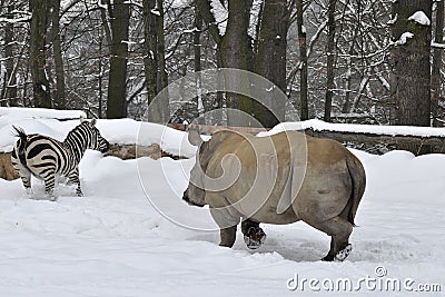 Zoological garden in winter