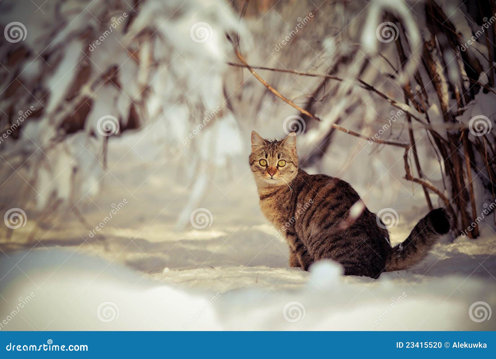 кот зима 
