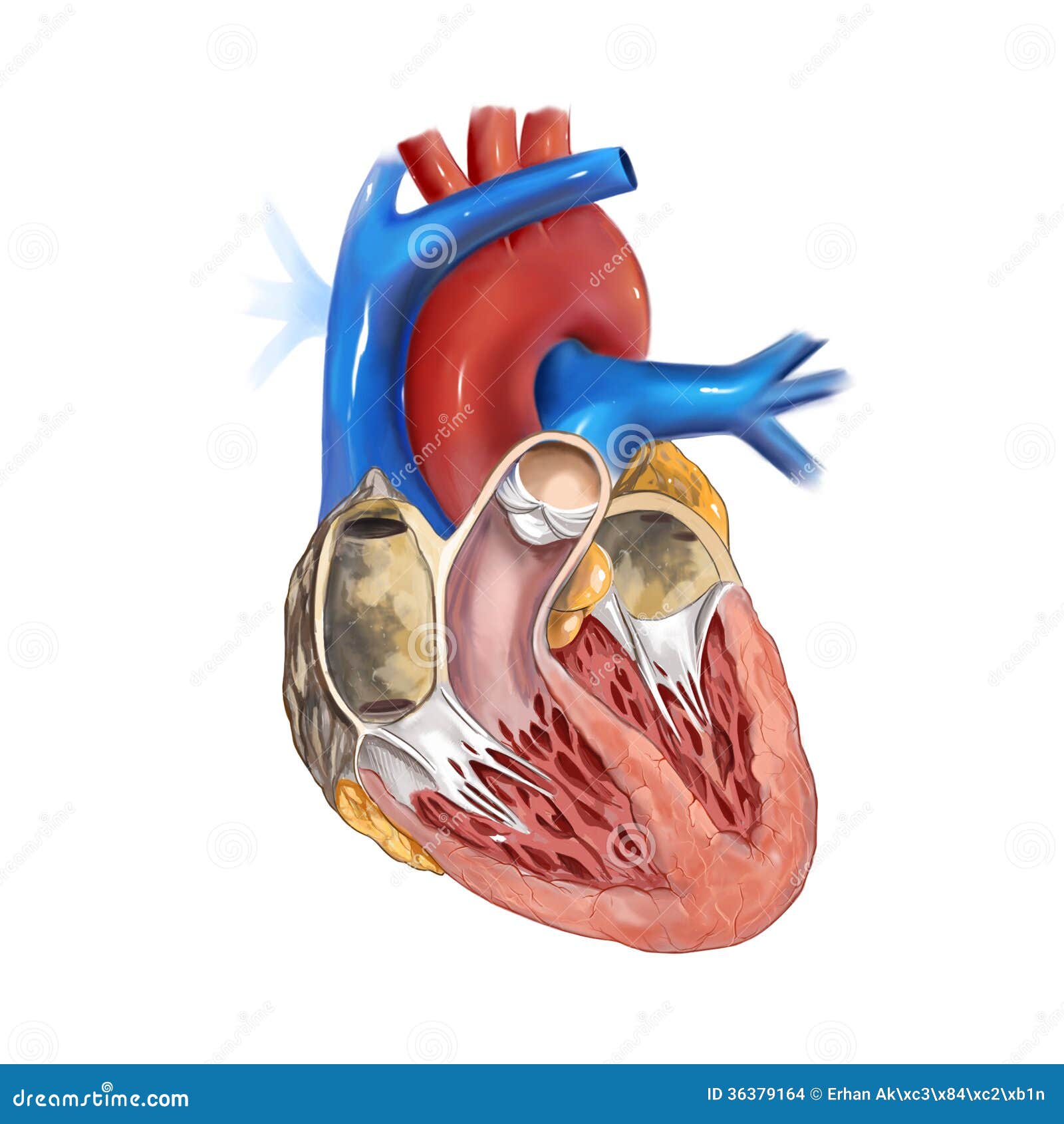 人的心脏的 剖面 图