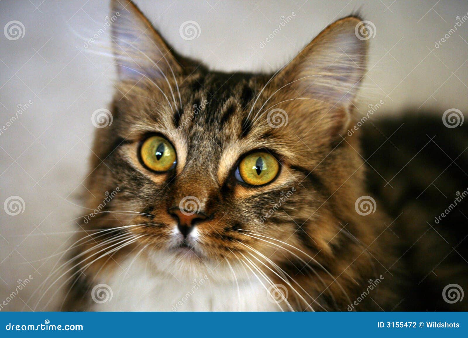 逗人喜爱的虎斑猫 图库摄影_动物世界 逗人喜爱的虎斑猫 图库摄影