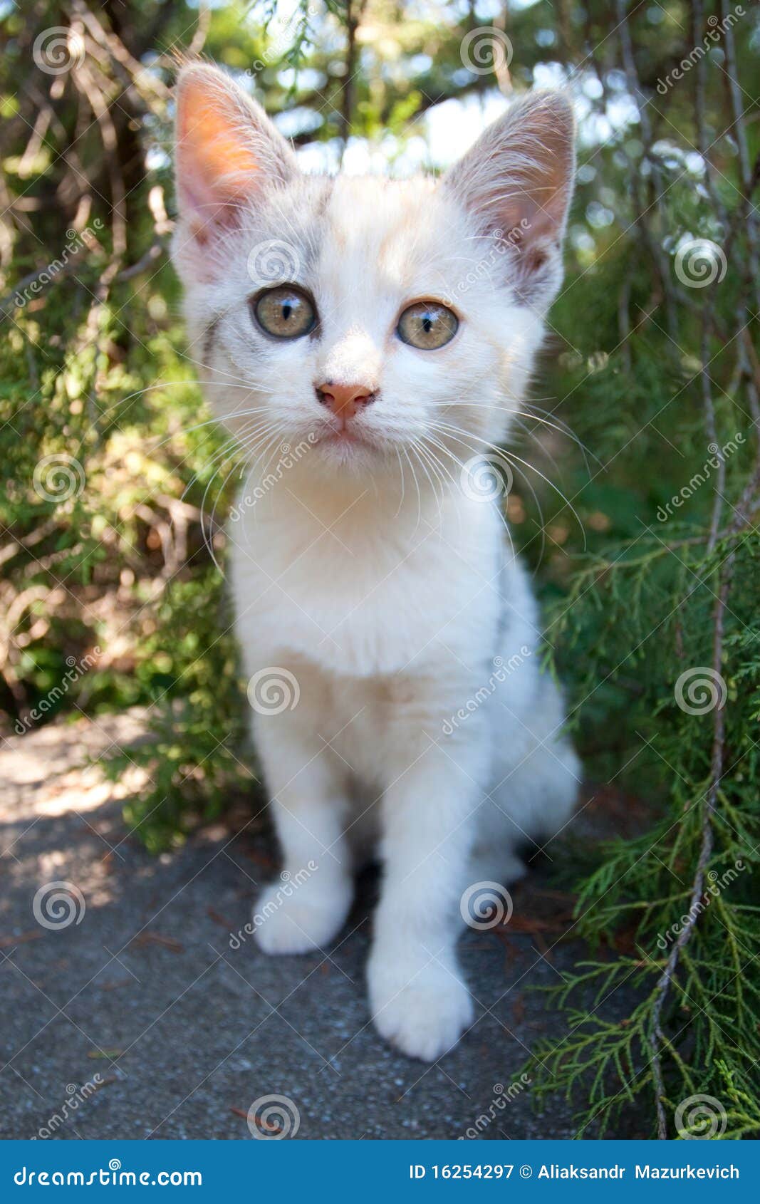 逗人喜爱的小猫白色 免版税图库摄影_动物世界 逗人喜爱的小猫白色 免版税图库摄影