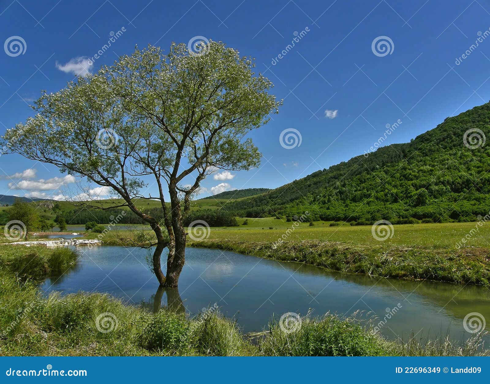 有树和水的图画图片展示