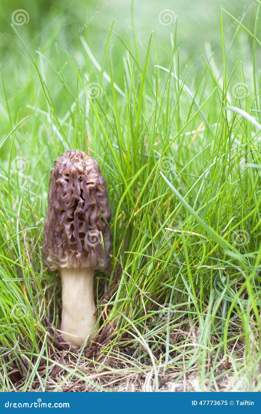 春天生长在草的羊肚菌蘑菇