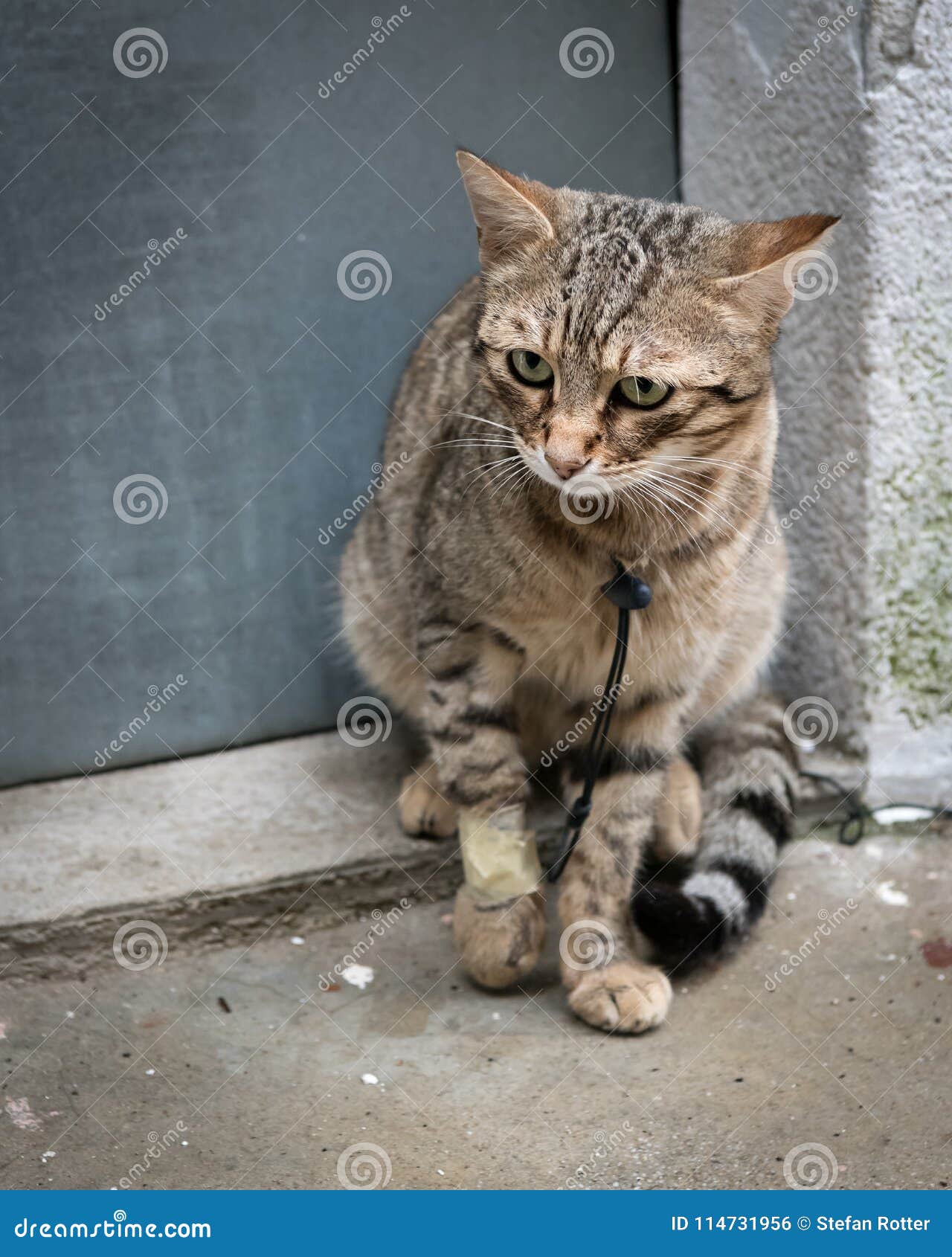 Покажи бедных котиков