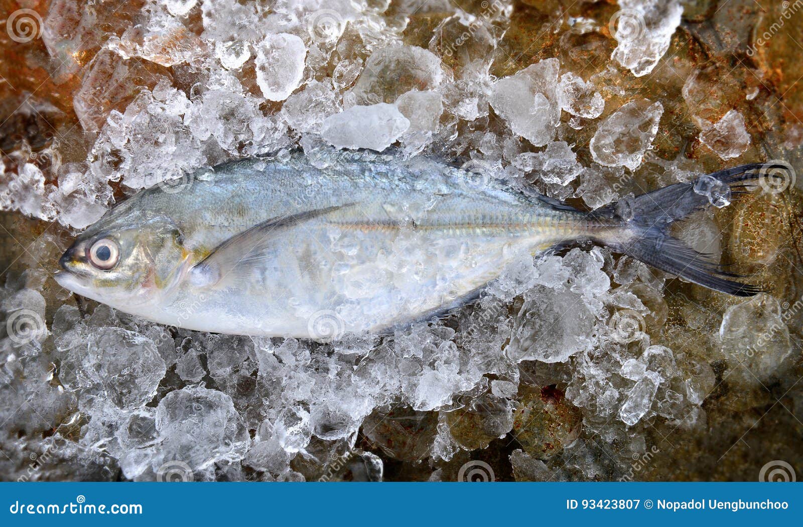 Jack fish что за рыба