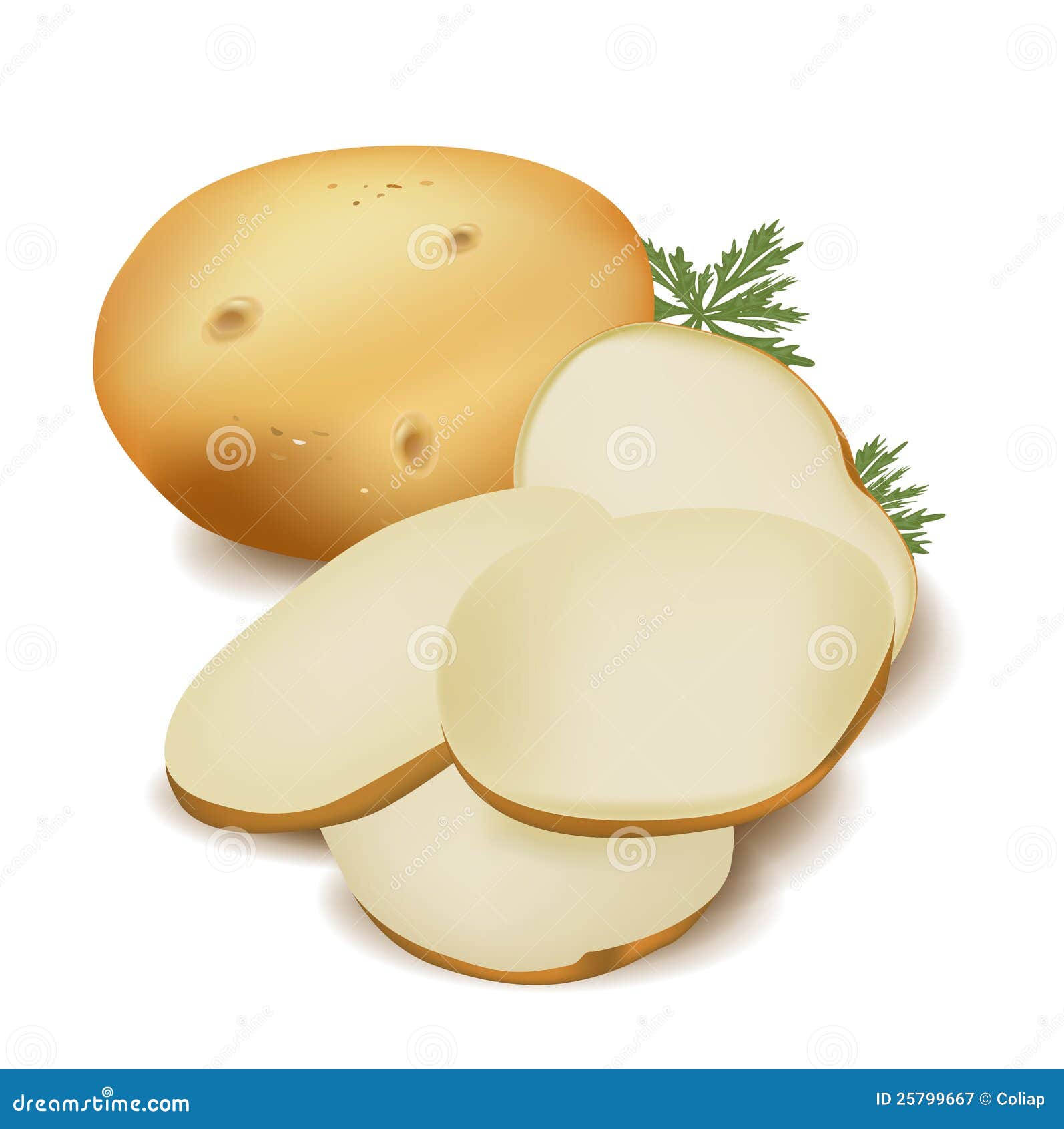 Картофель в разрезе рисунок