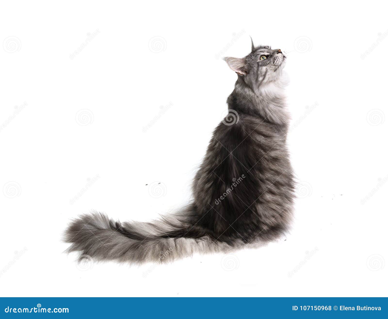 Кот сидит вид сзади
