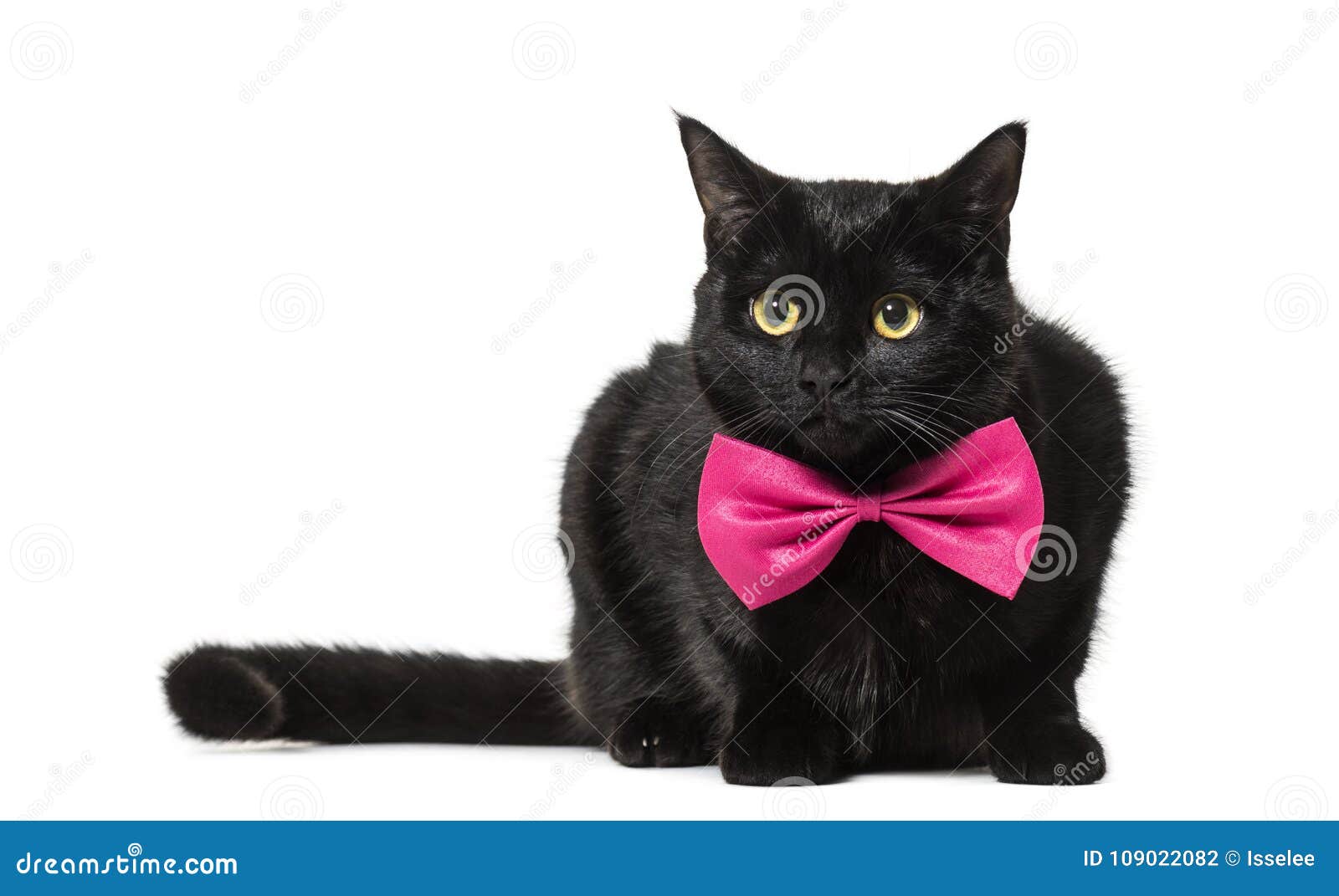 Кот с бантом
