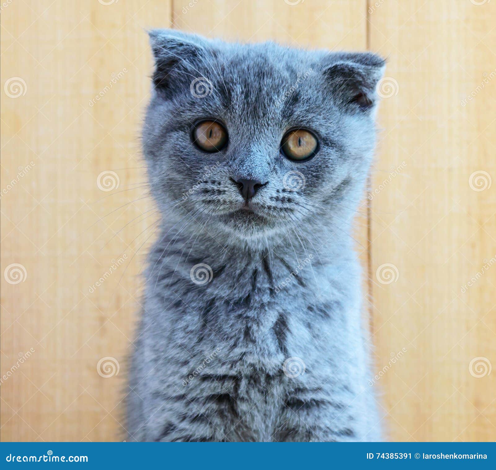 Кот с обрезанными ушами