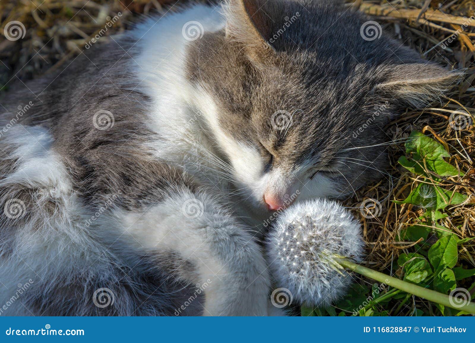 Кот и одуванчик