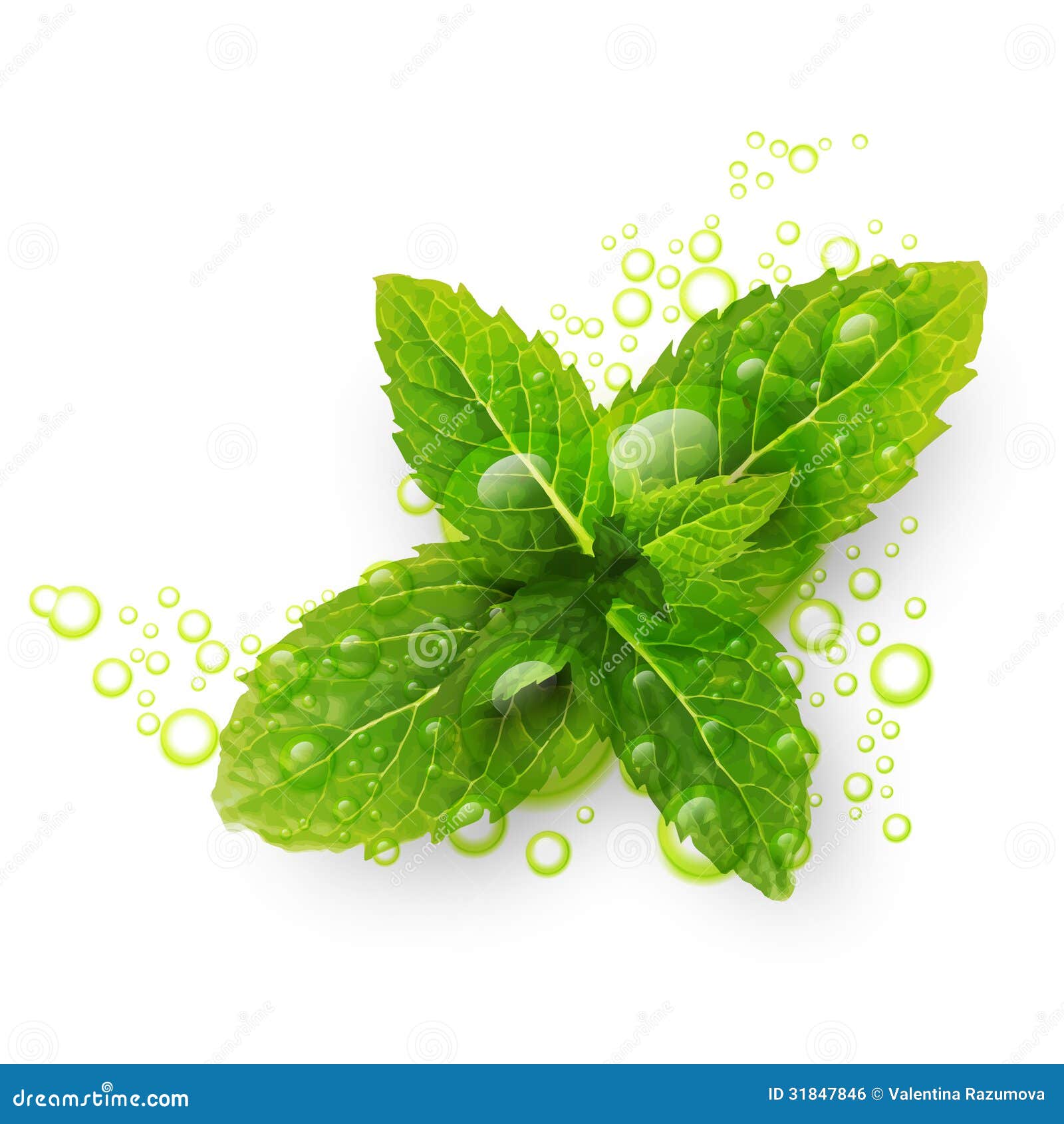 在白色背景与水下落的绿色薄荷叶隔绝的.传染媒介例证.图片