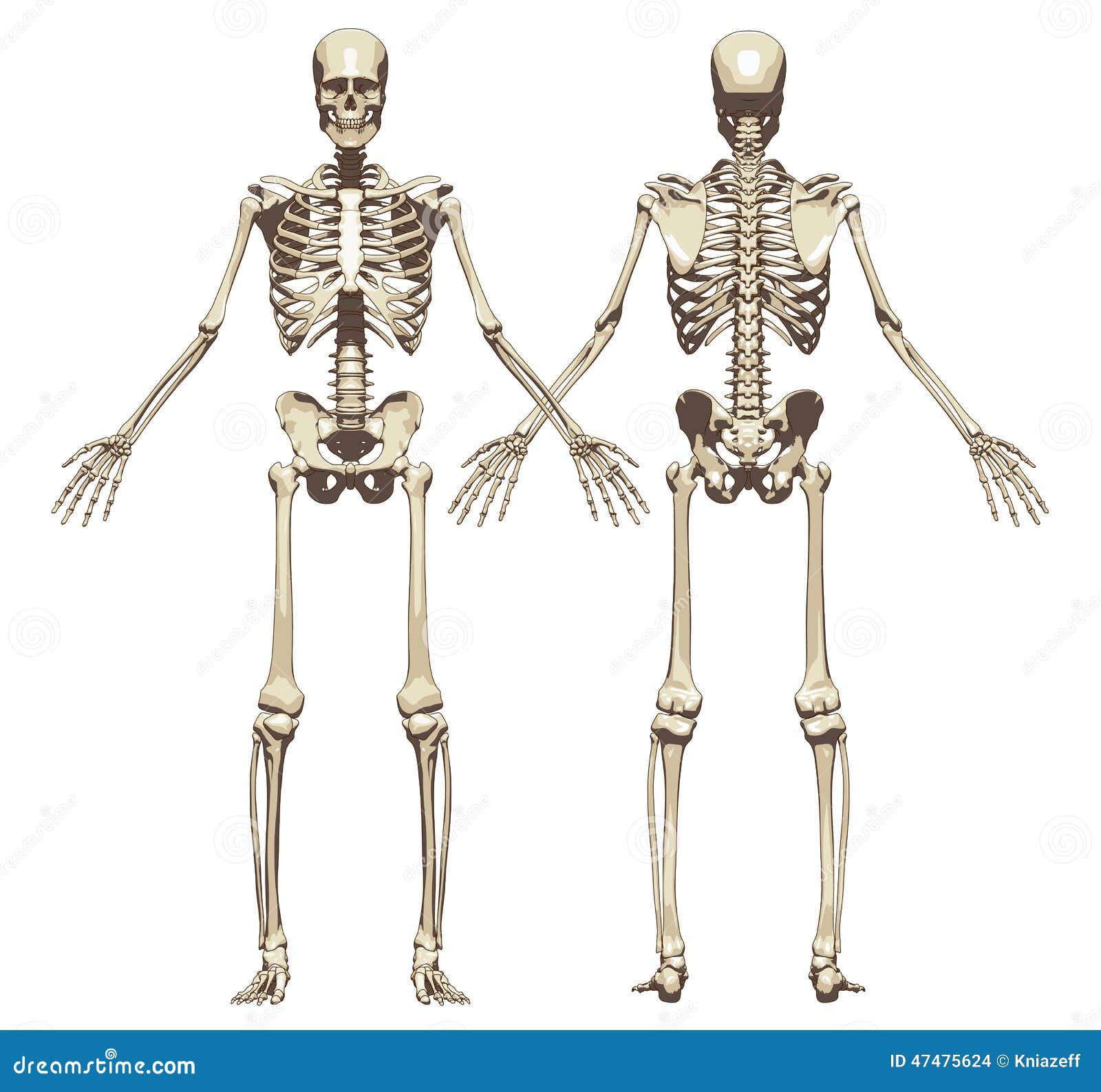 人的脸上骨骼多少岁才成熟?