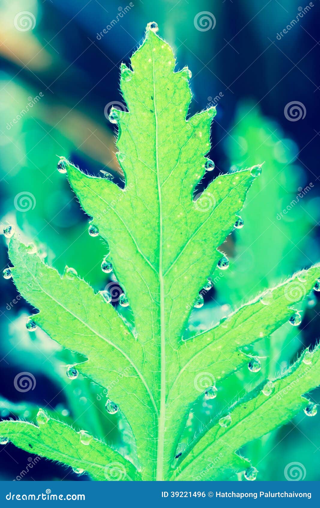 有水下落的冰岛罂粟叶子的葡萄酒颜色在峰顶.图片